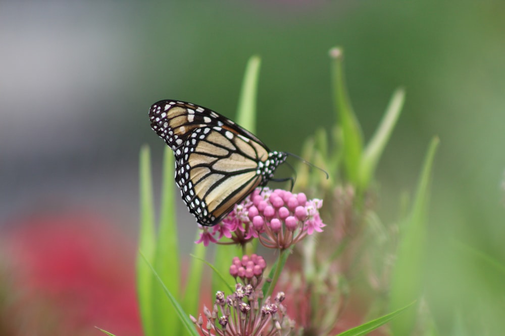 monarch butterfly perched on pink flower in close up photography during daytime