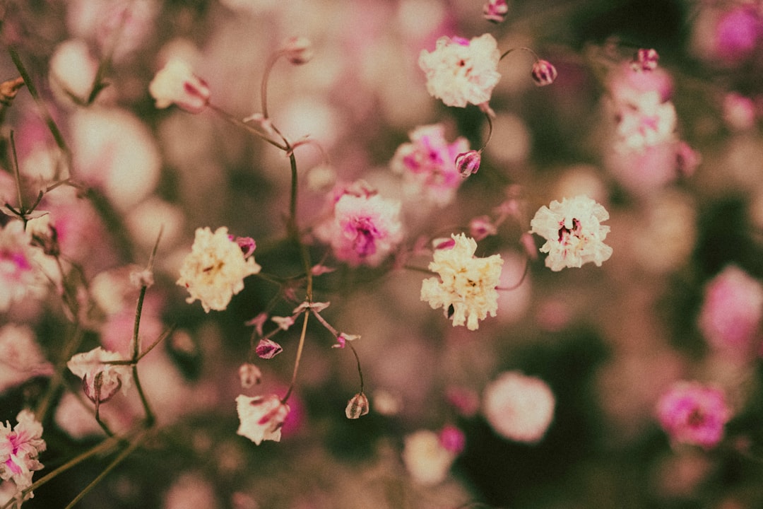 pink cherry blossom in close up photography