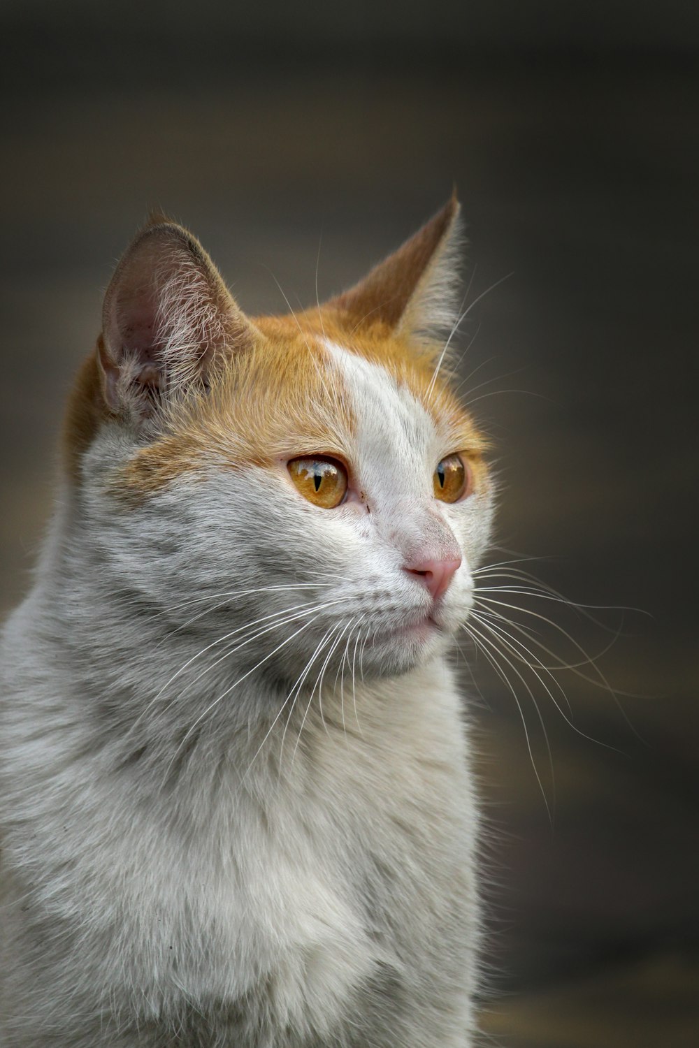 white and orange cat with black background