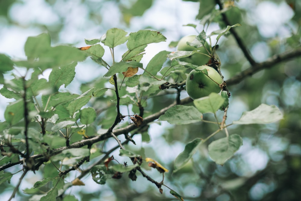 green fruit on tree branch during daytime
