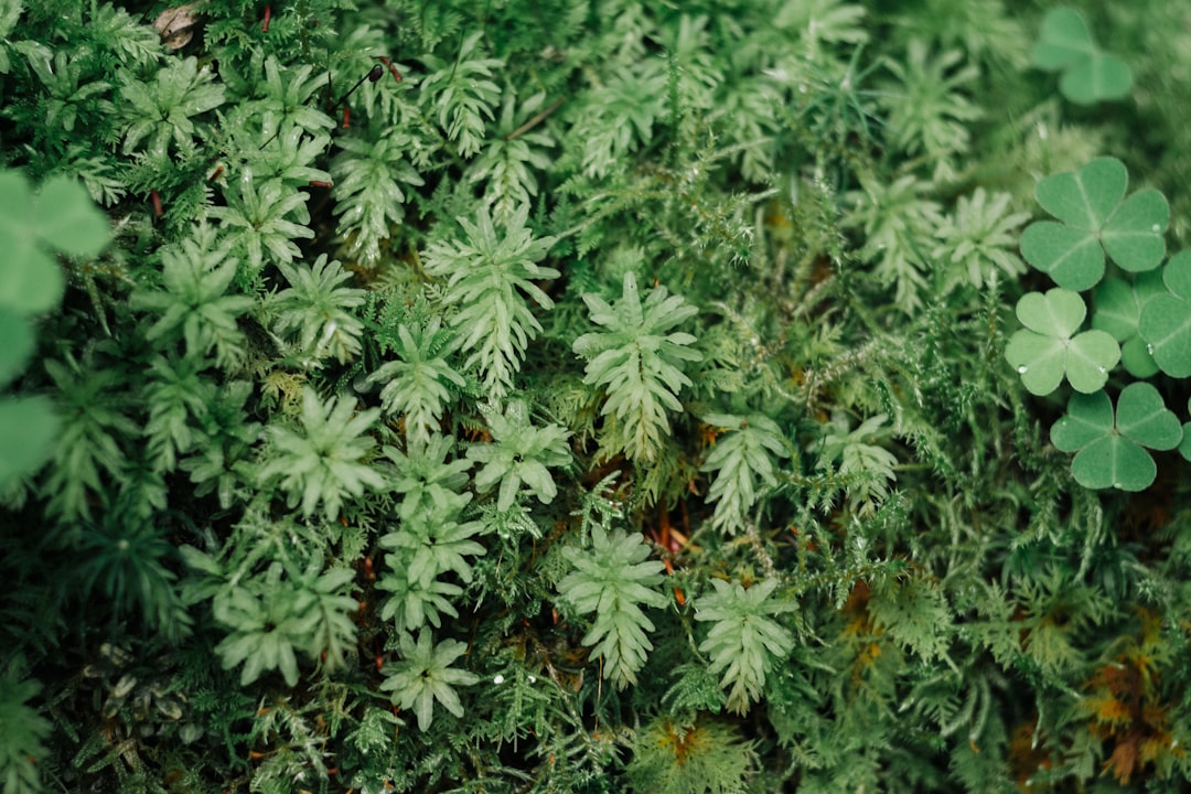 green and yellow plant leaves