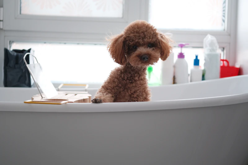 Small apricot poodle sitting quietly in a white bathtub with wash bottles lined up behind