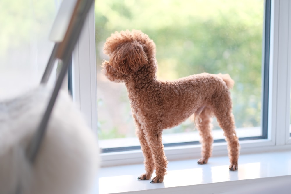 brown poodle on white window