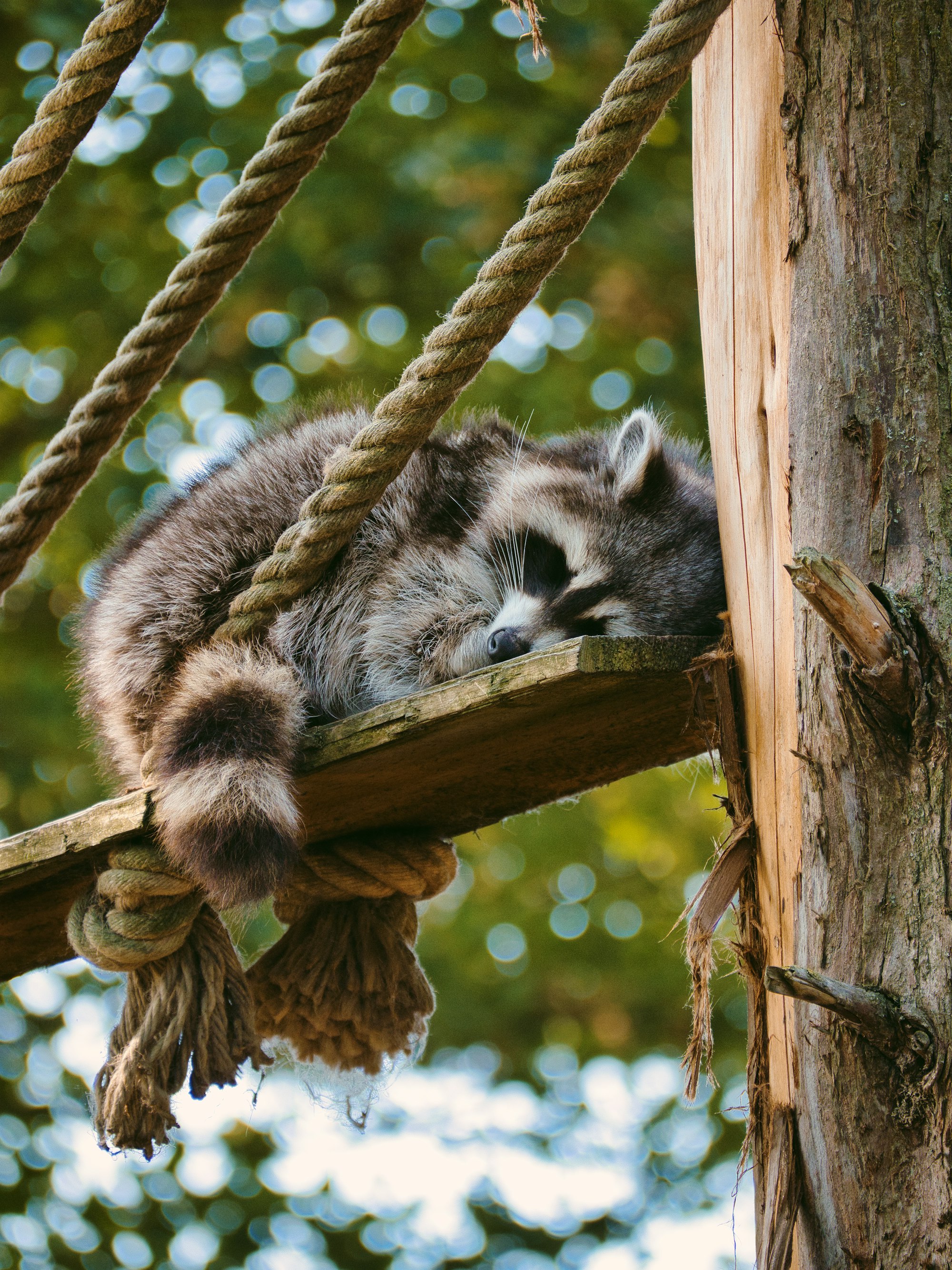 sleepy raccoon napping on a plank/swing