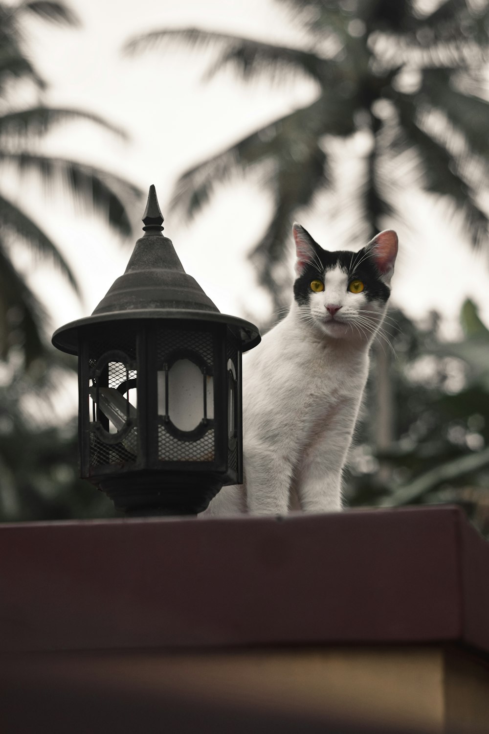 white and black cat on black lantern