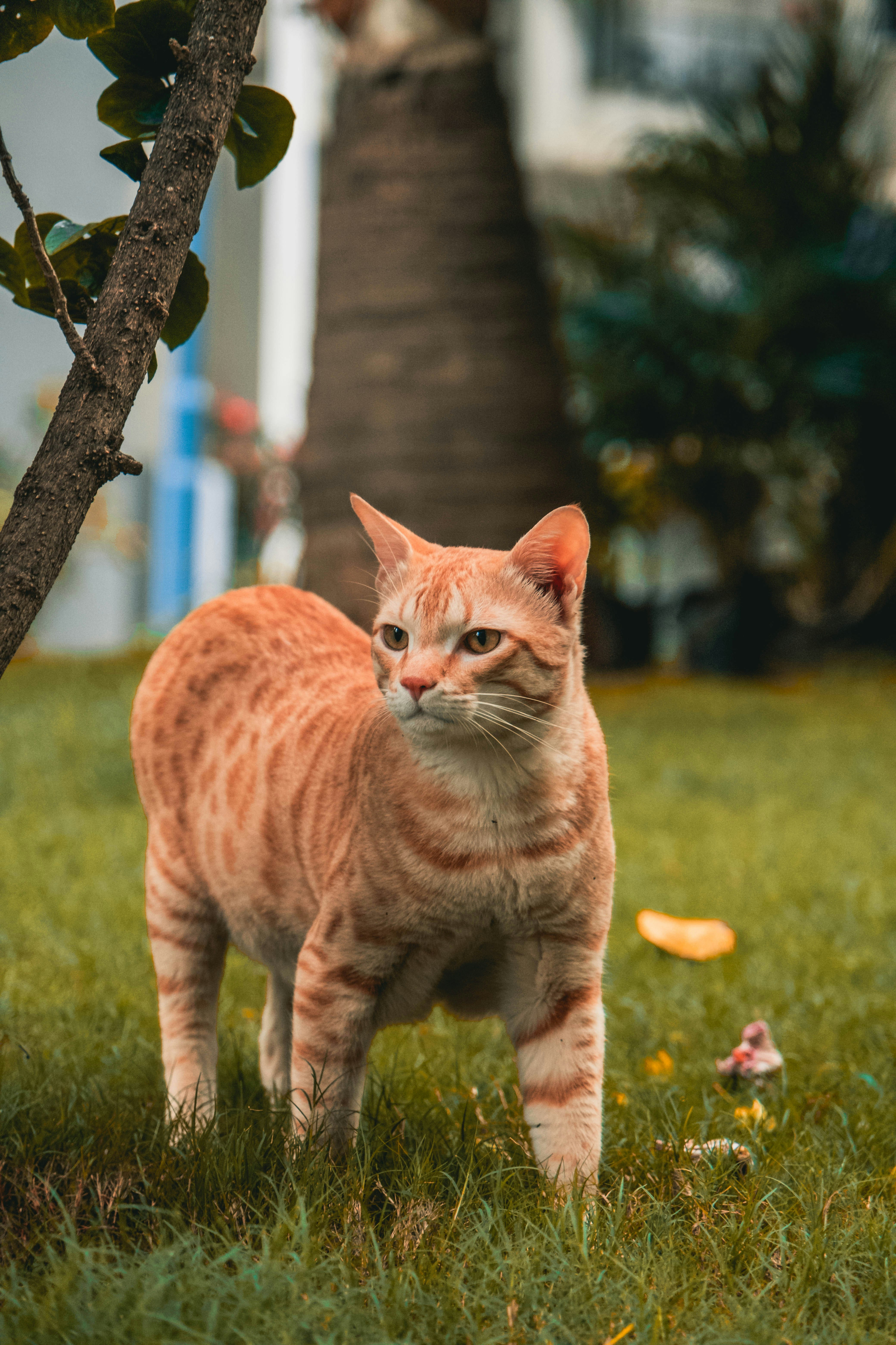 orange tabby cat on tree branch