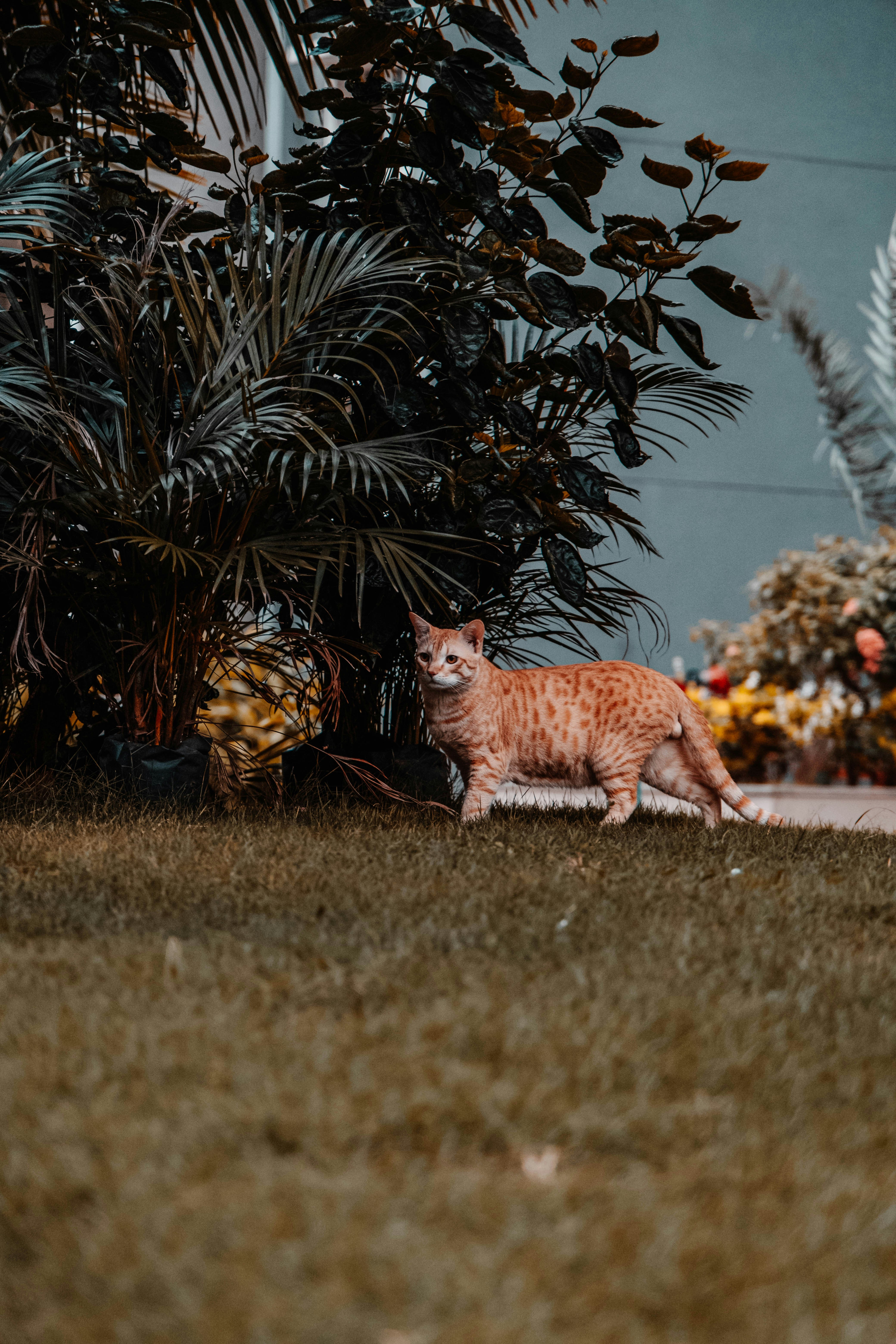 orange tabby cat on green grass field during daytime