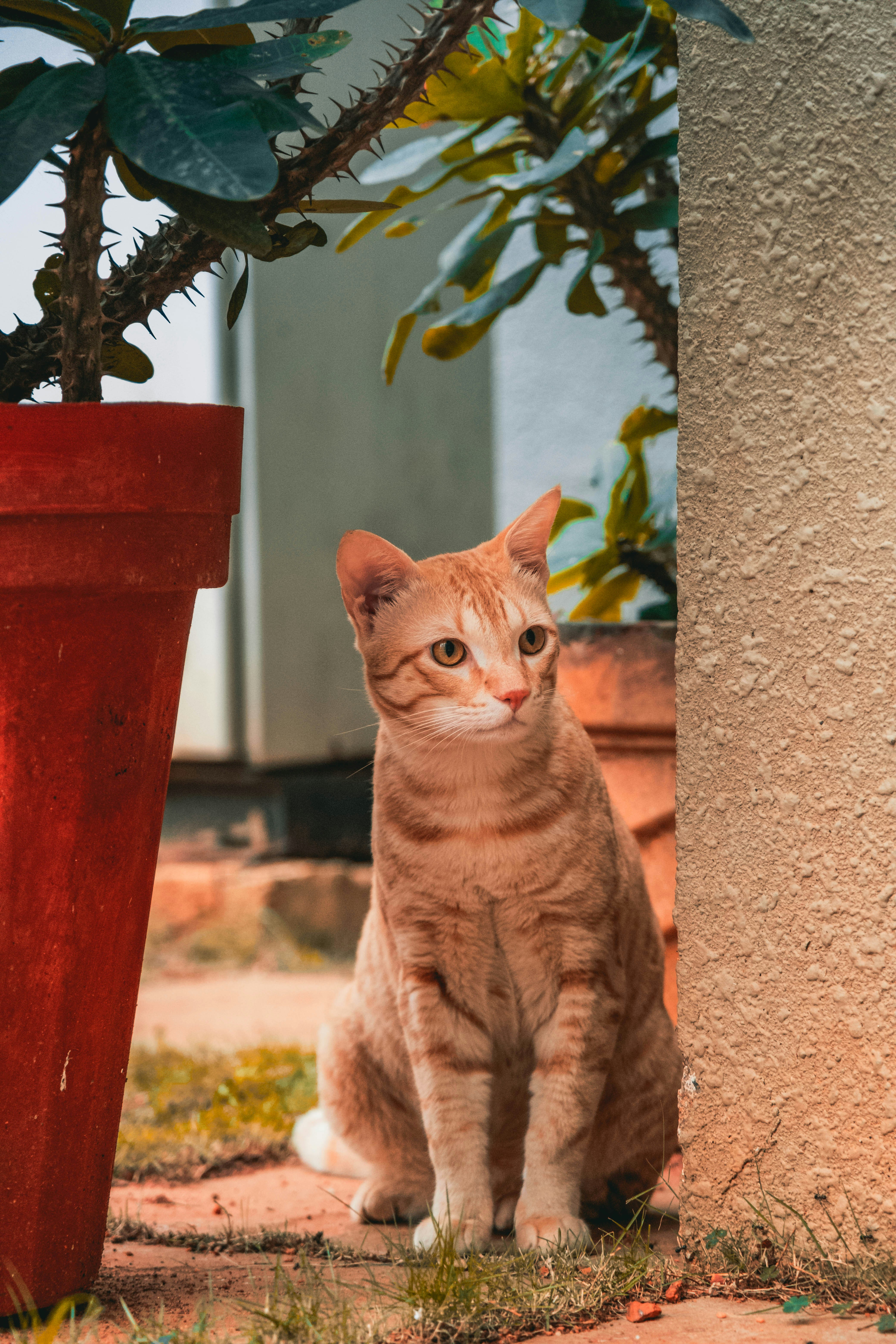 orange tabby cat on red concrete post
