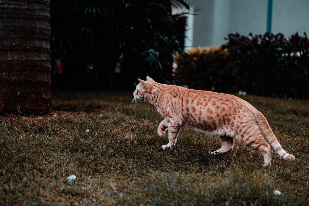 orange tabby cat walking on green grass during daytime
