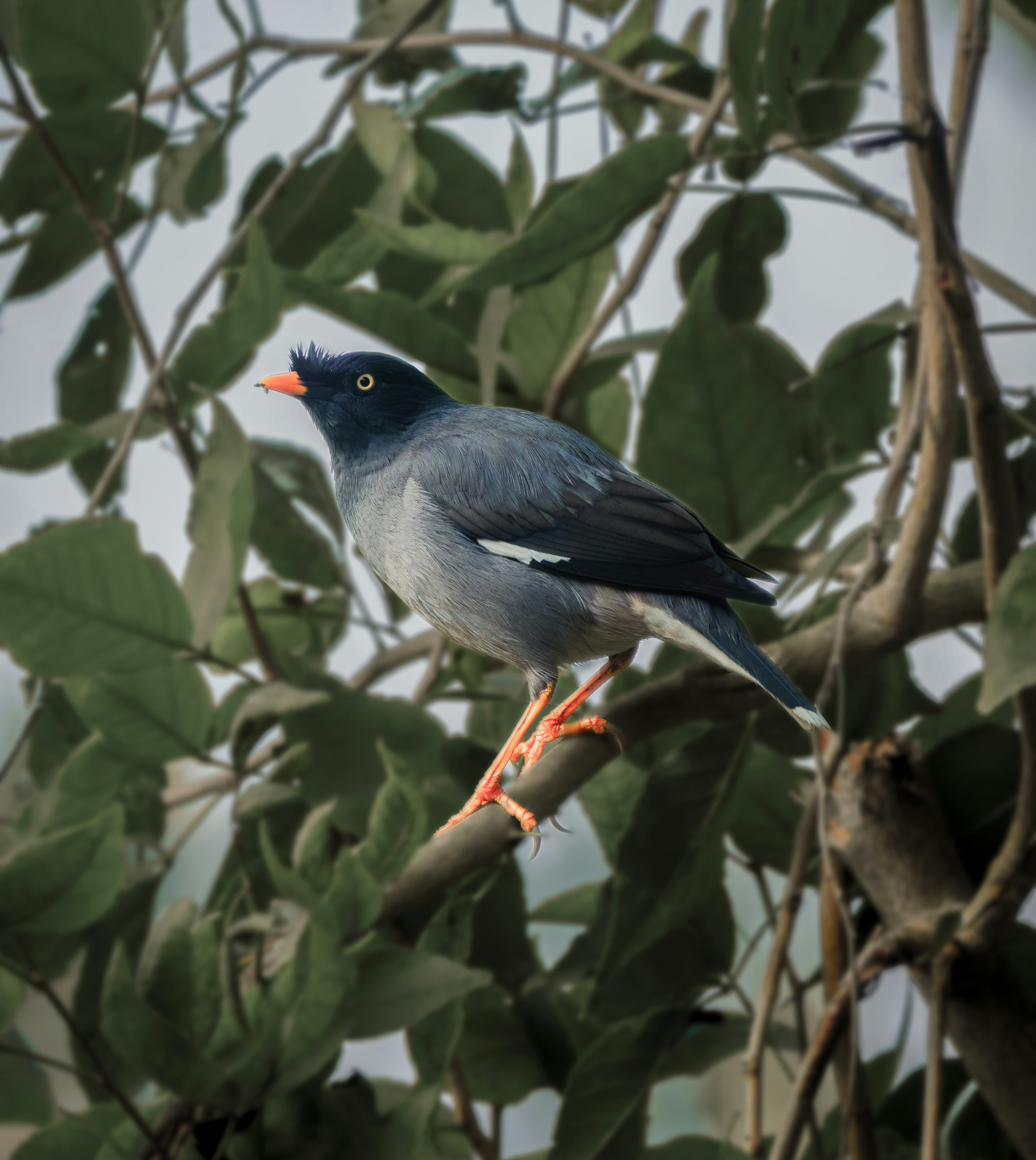 Photo by rupam118
