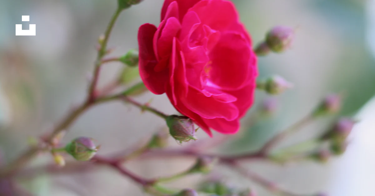 Rosa rosada en flor durante el día foto – Imagen de Flores gratuita en ...