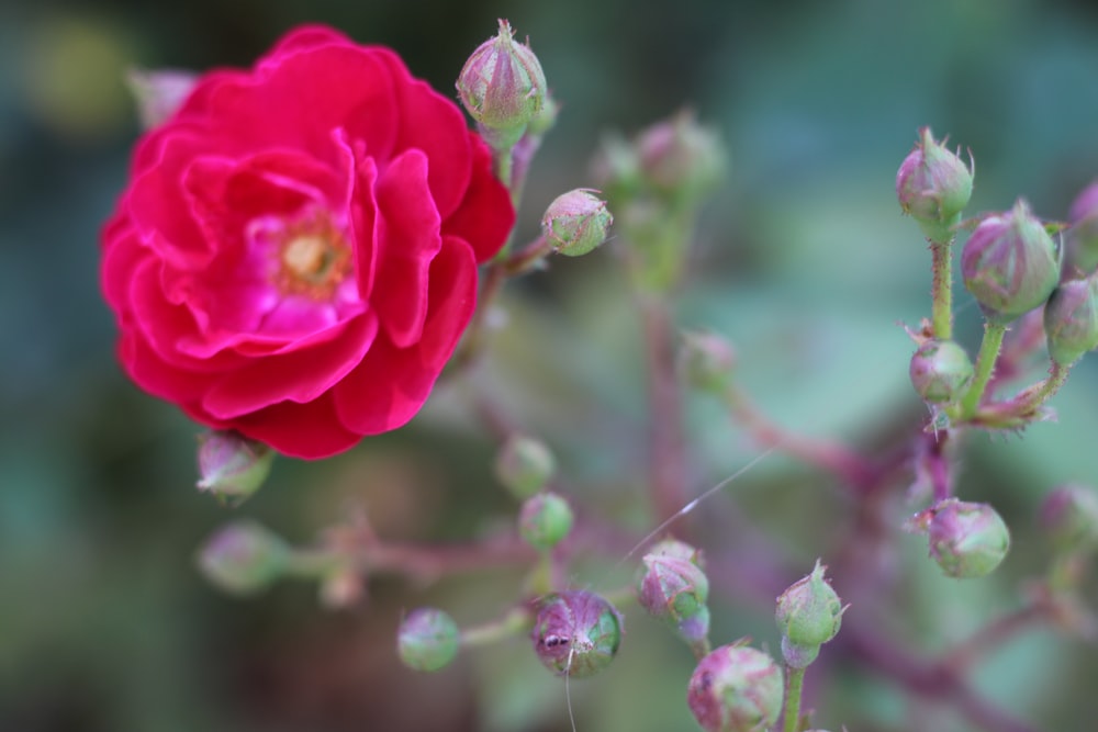 pink rose in bloom during daytime