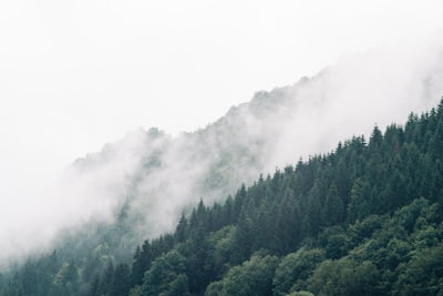 green trees on mountain during daytime smoggy teams background