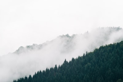 green trees covered with fog smoggy teams background