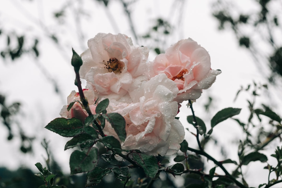 white and pink flower in close up photography