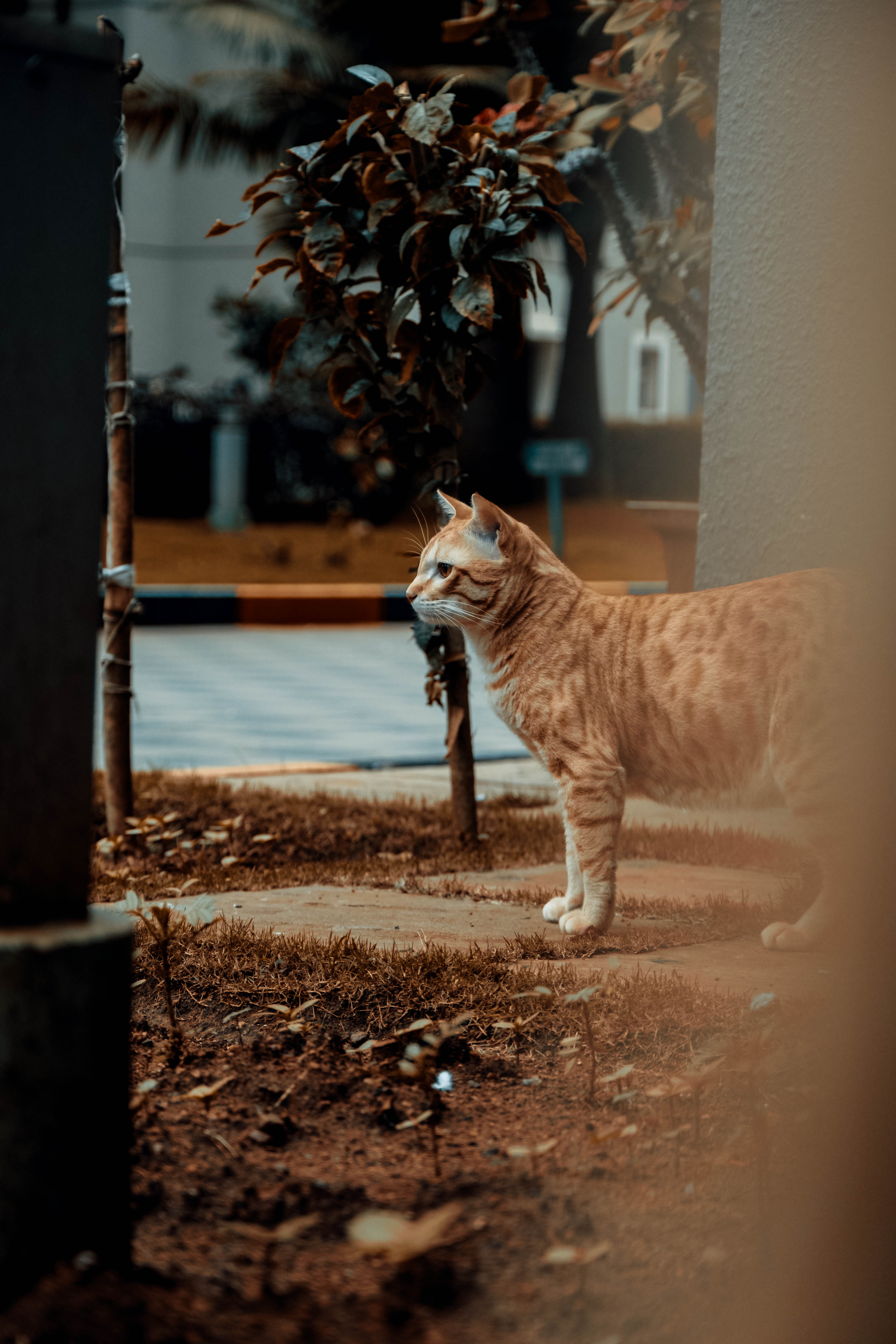 orange tabby cat walking on brown soil during daytime