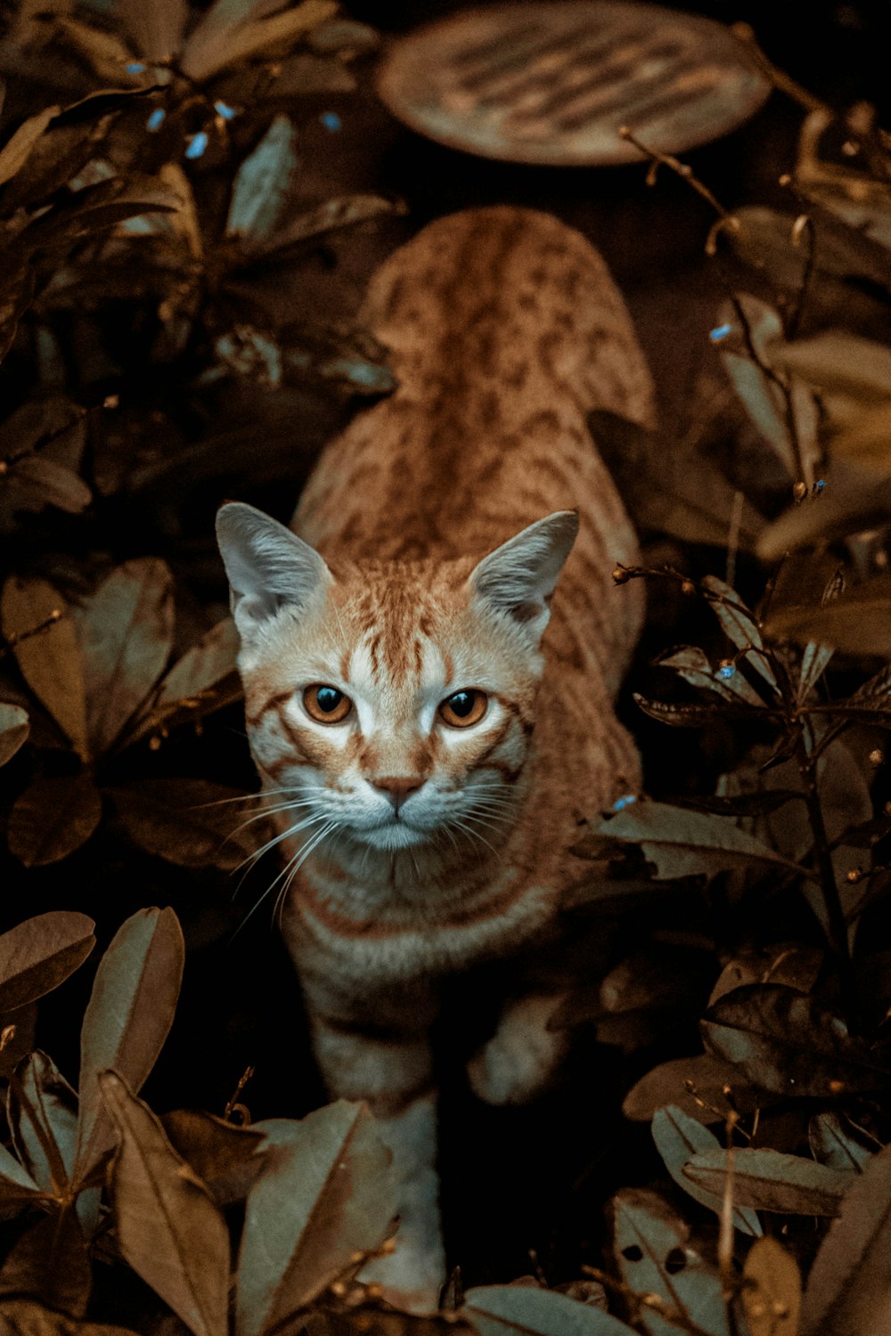 orange and white cat on brown leaves