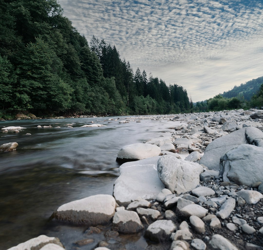 rocky river with green trees on side during daytime