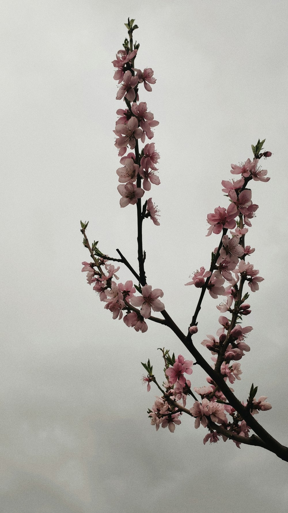 pink and white flower in close up photography