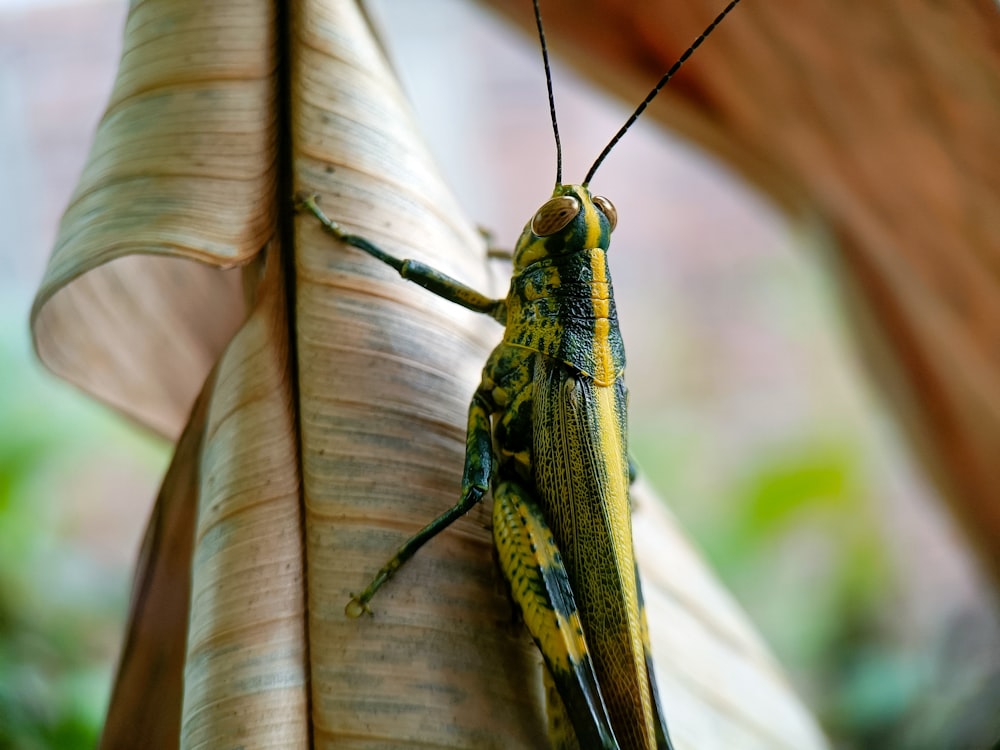 green grasshopper perched on brown stem in close up photography during daytime