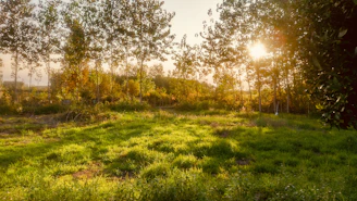 A serene landscape featuring lush green fields and golden sunlight filtering through trees.
