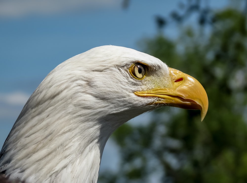white eagle in close up photography