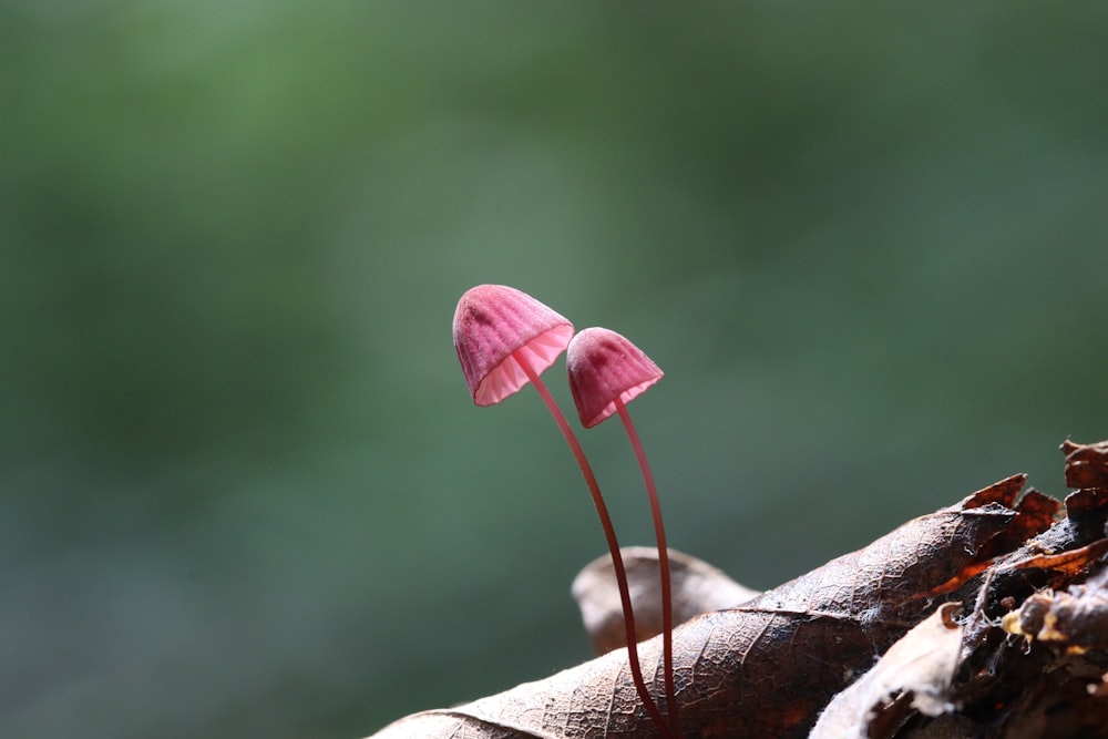 pink flower on brown tree branch