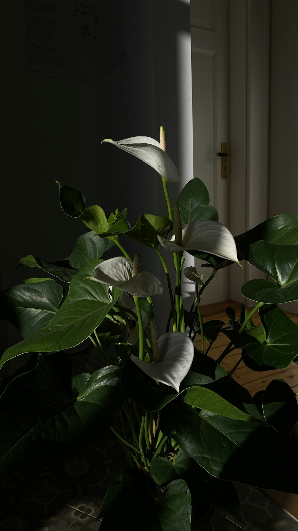 white peace lily in bloom
