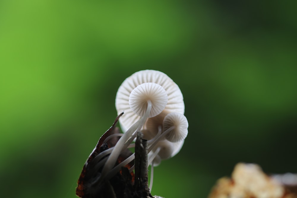 틸트 시프트 렌즈의 흰 버섯