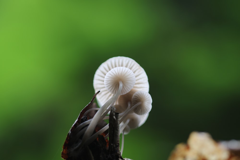 white mushroom in tilt shift lens