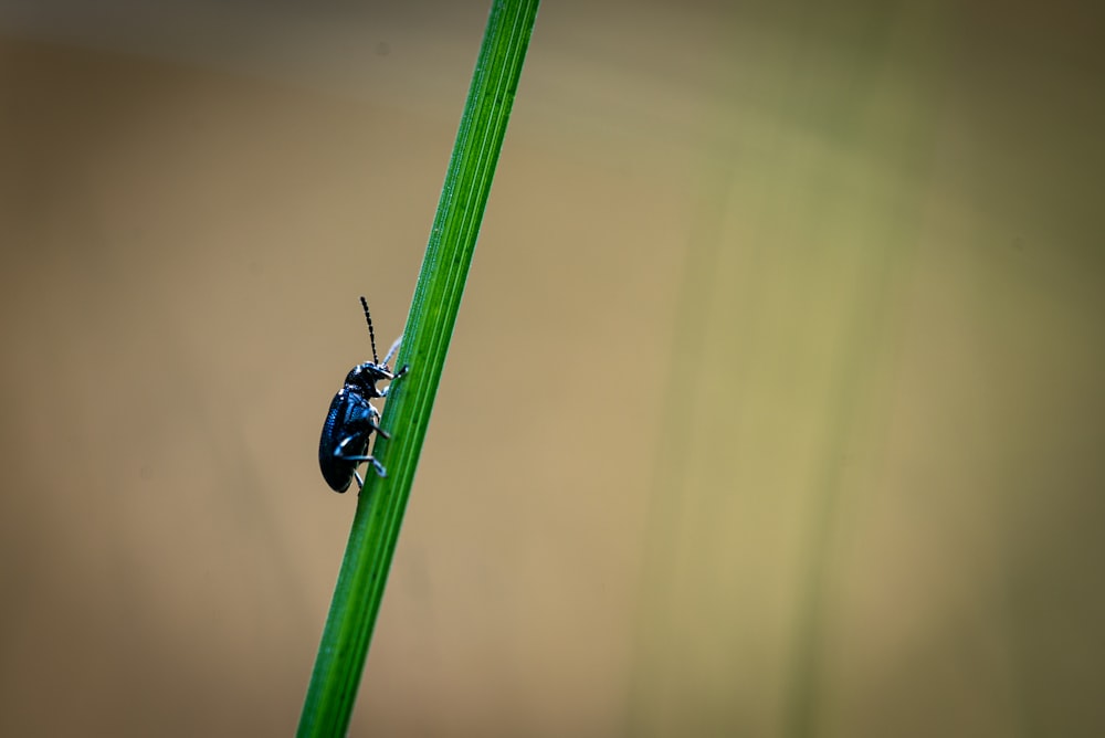 black beetle on green leaf in macro photography during daytime