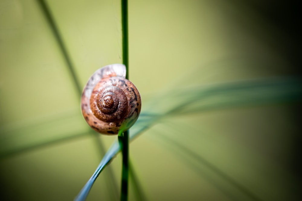 brown snail on green leaf