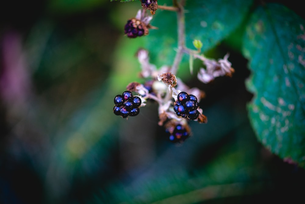 blue berries in tilt shift lens