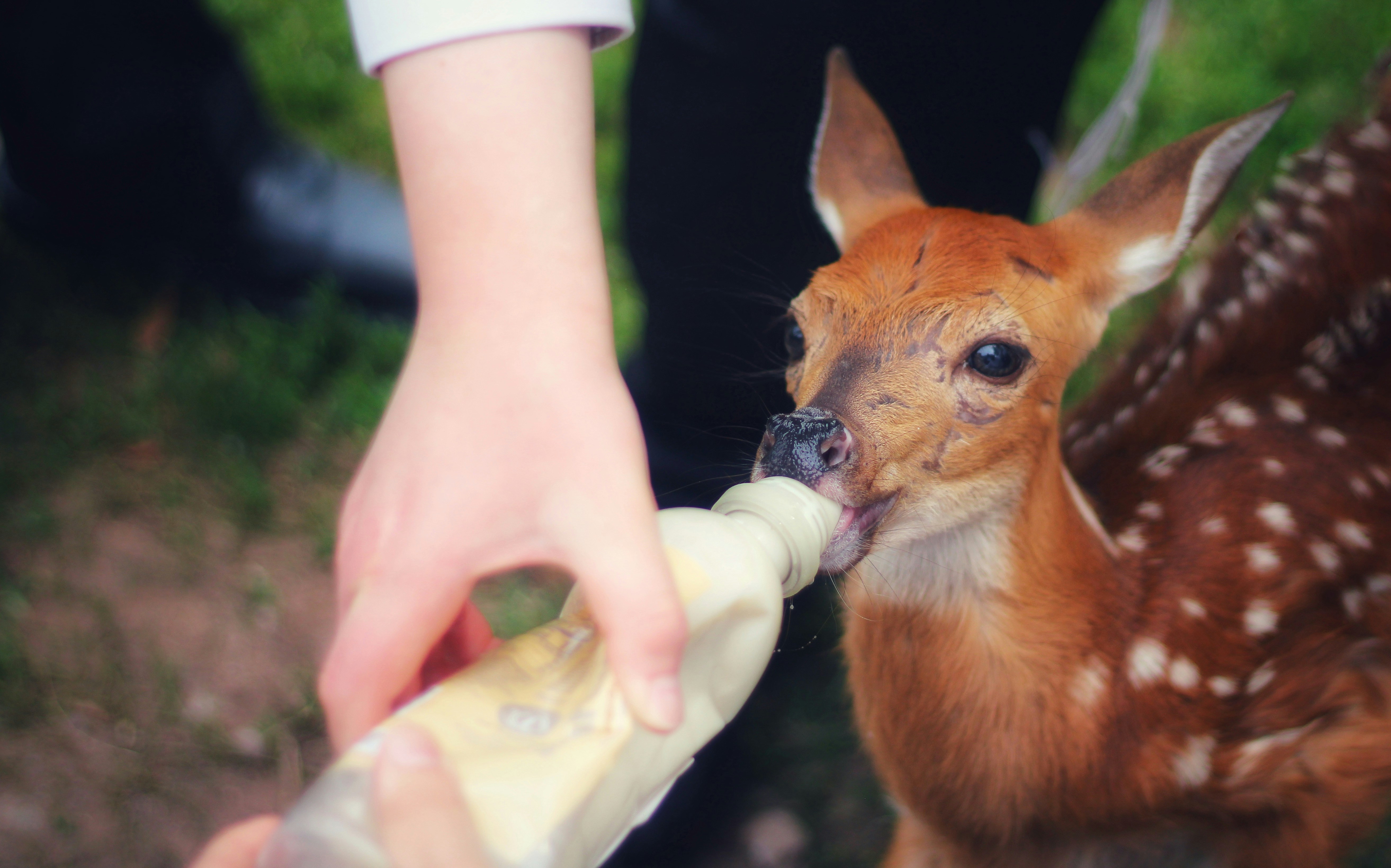 Decoding Your Dog’s Digestive Behaviors