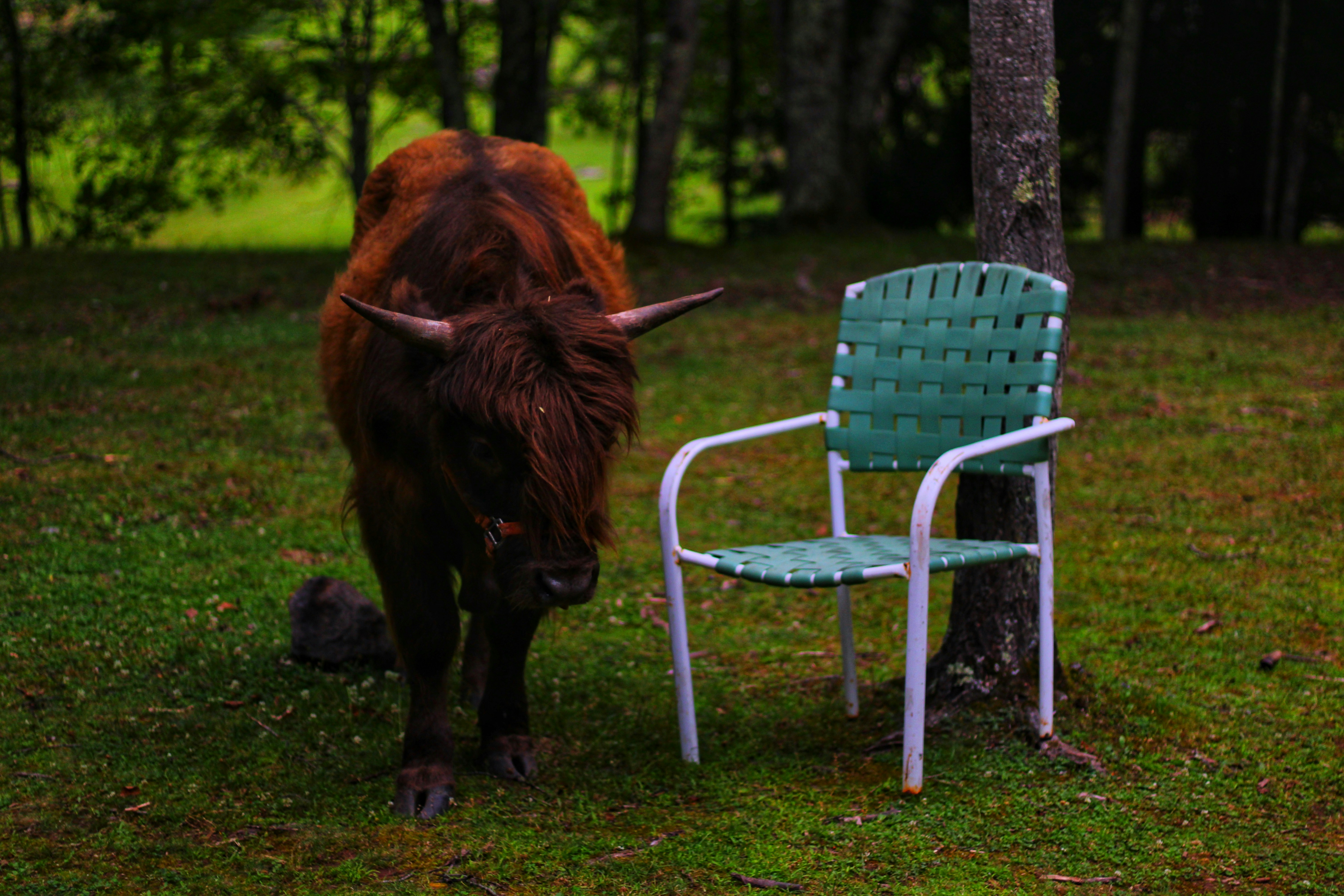 brown yak on green grass field during daytime
