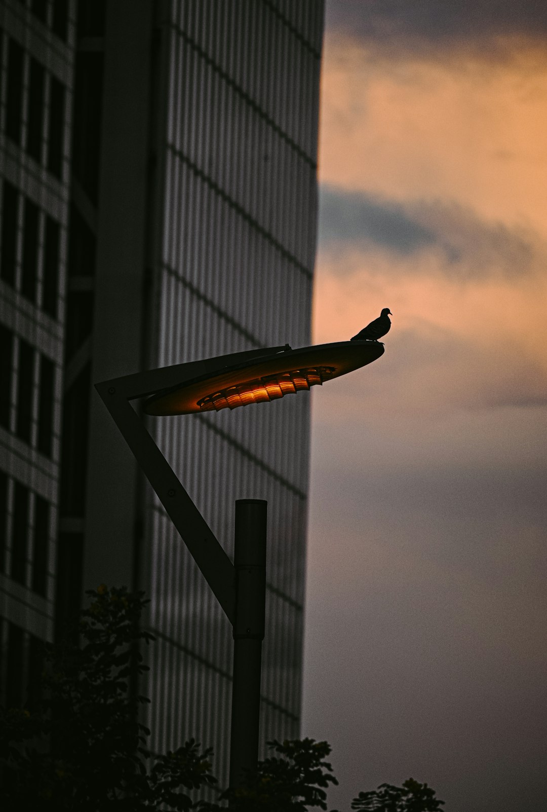 silhouette of bird flying over the building during night time
