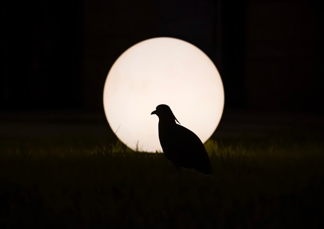 black bird on green grass field during night time