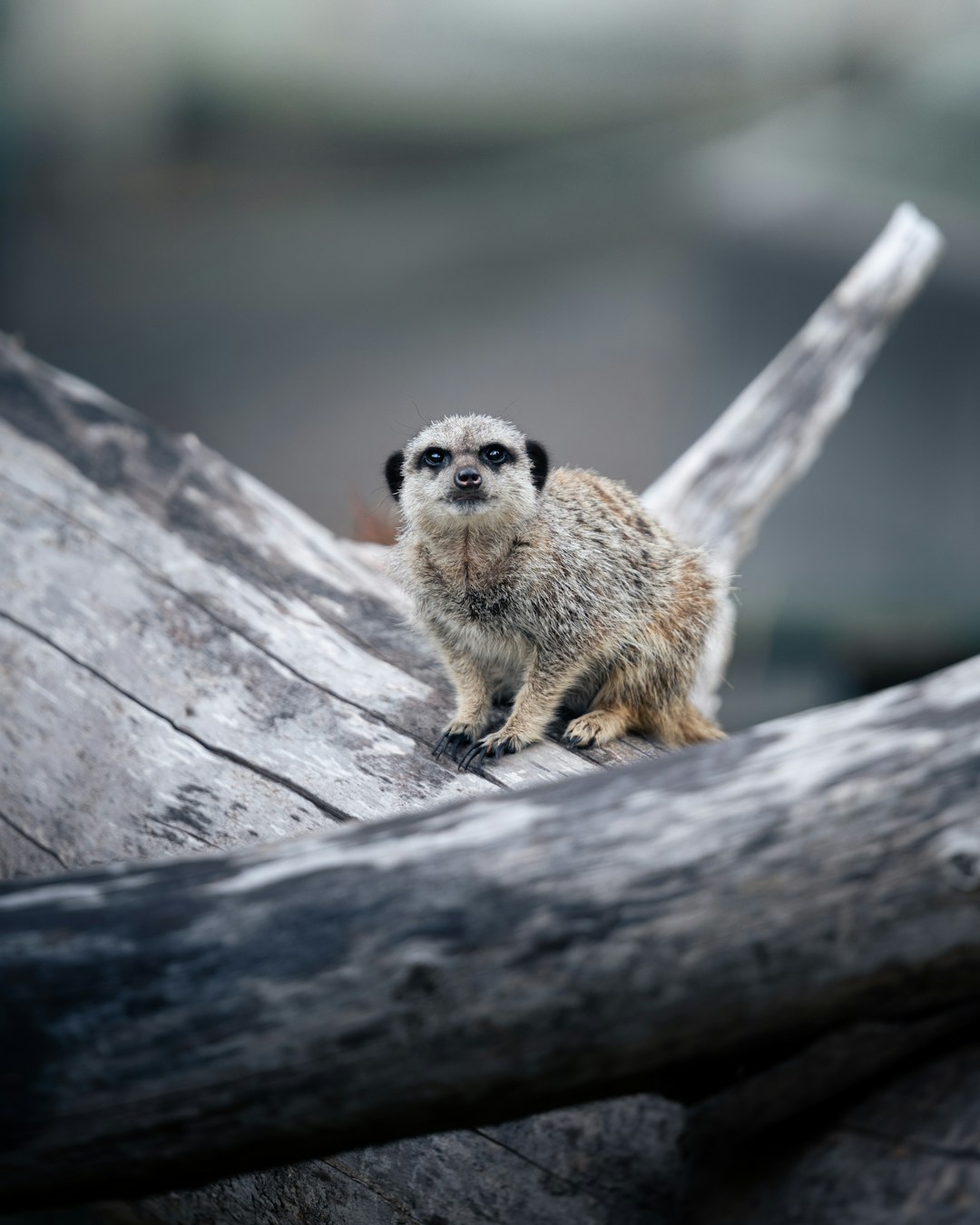 brown and white animal on brown tree trunk