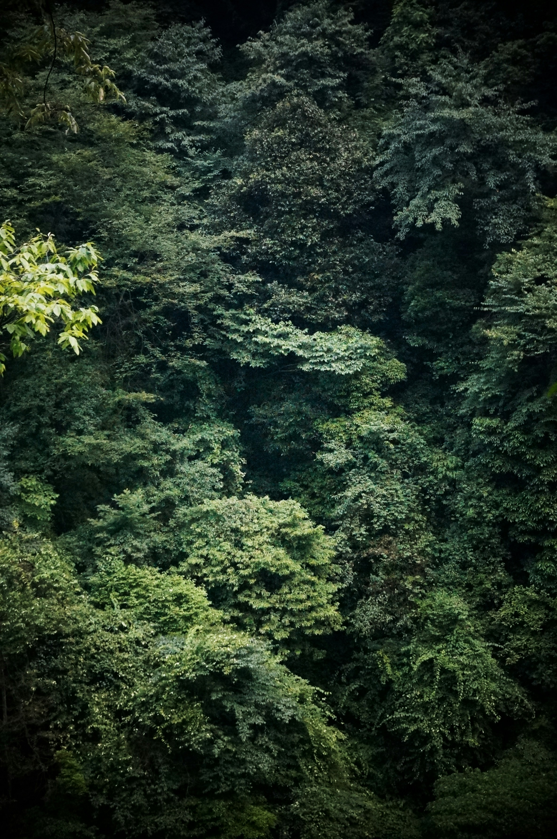 Photo by seeklovehide