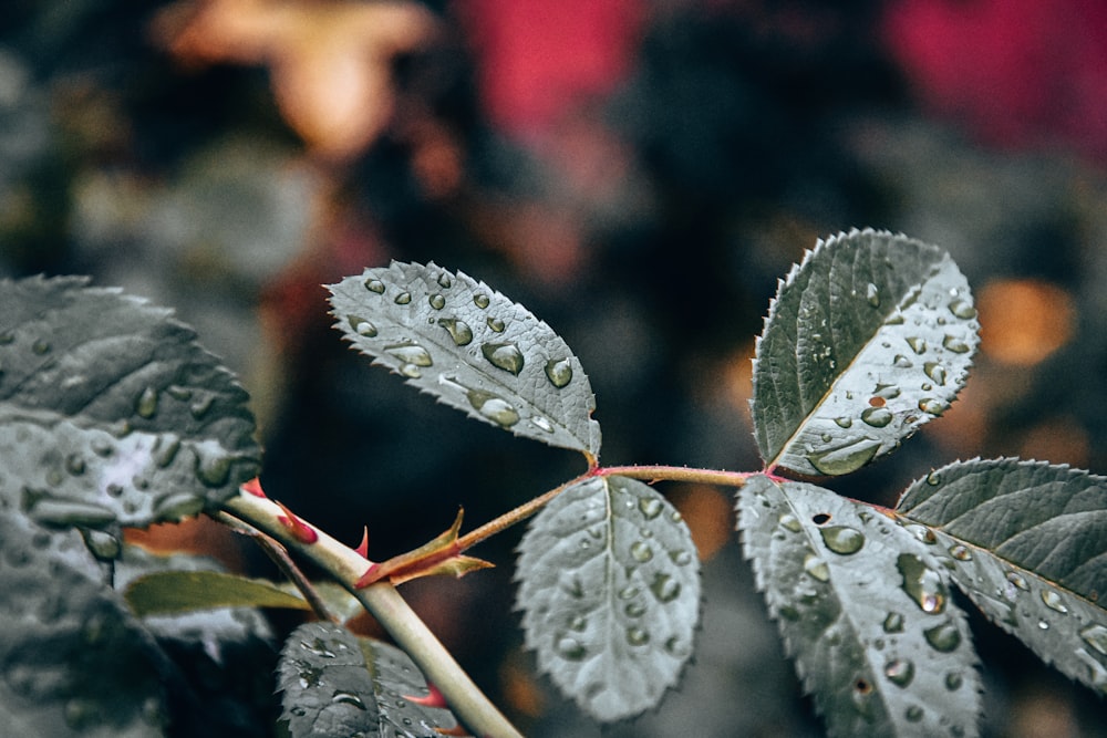 water droplets on green leaf