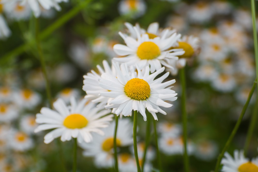 white and yellow daisy flowers in bloom during daytime