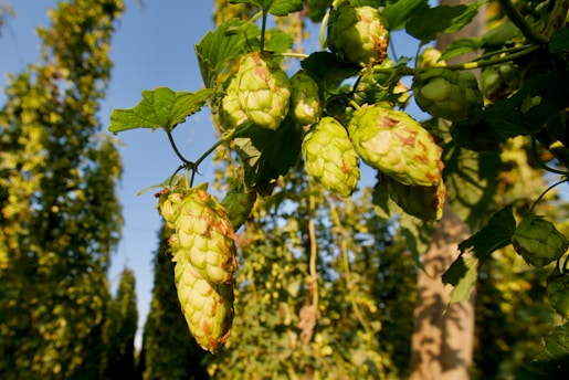 Clusters of green hops hang from a vine, bathed in warm sunlight. The background features more hop plants growing vertically, with a clear blue sky overhead, creating a serene agricultural setting.
