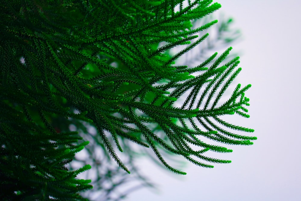 green pine tree in close up photography