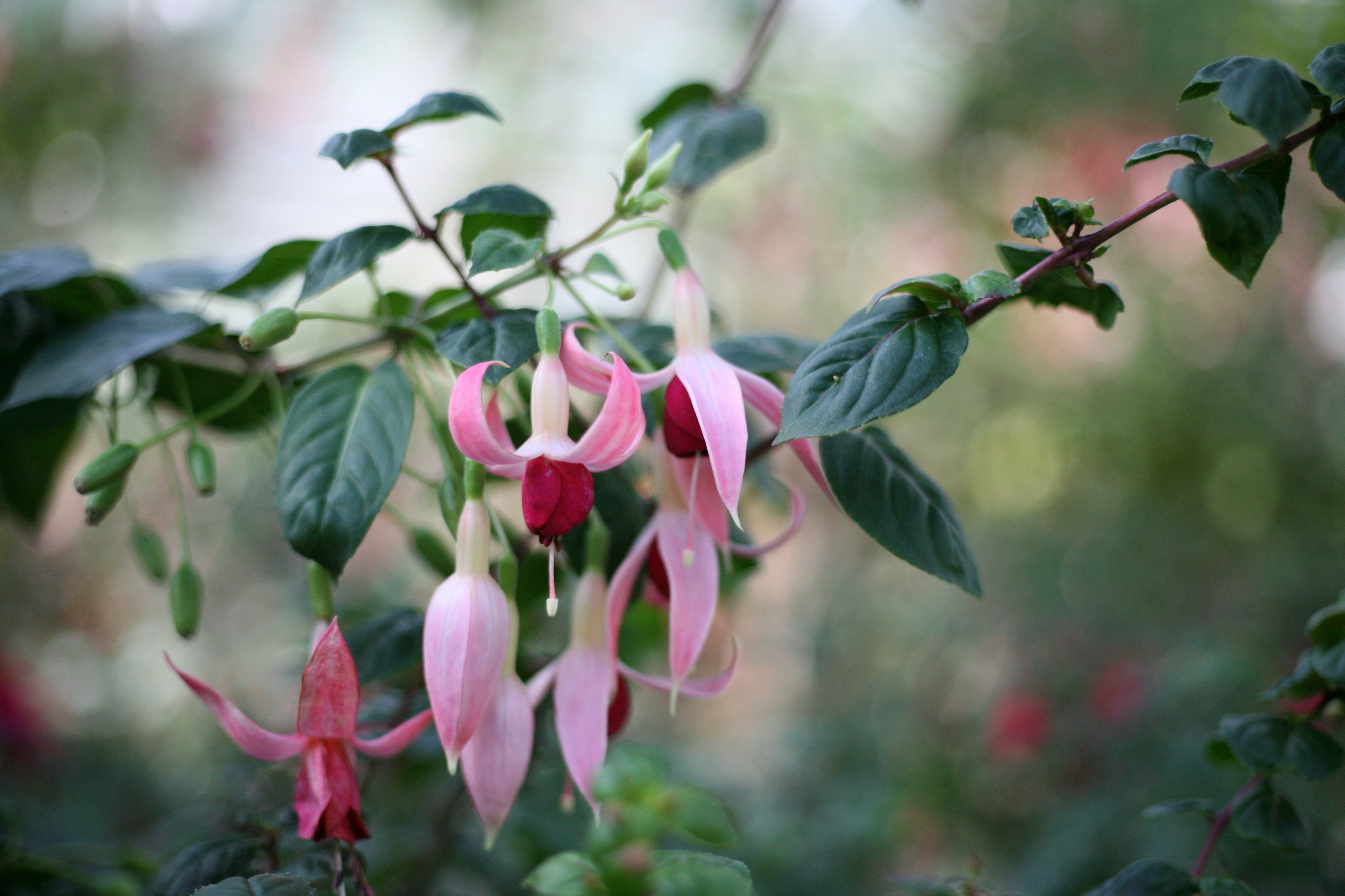 pink and white flower in tilt shift lens