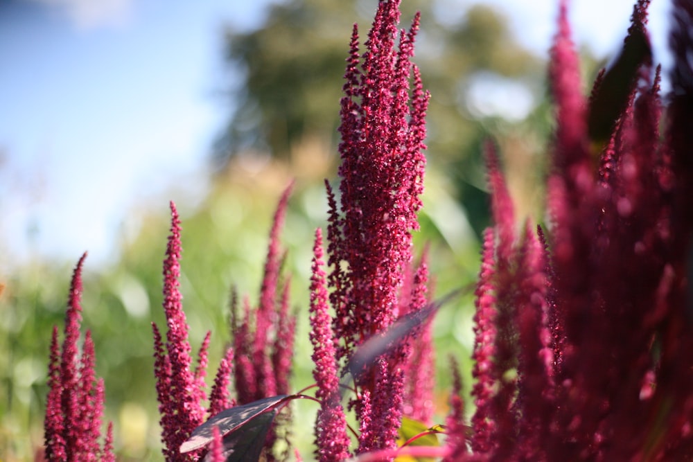 red flower buds in tilt shift lens