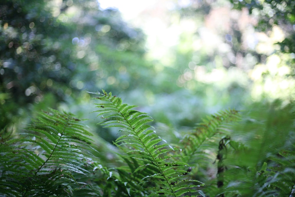 green leaf plant during daytime