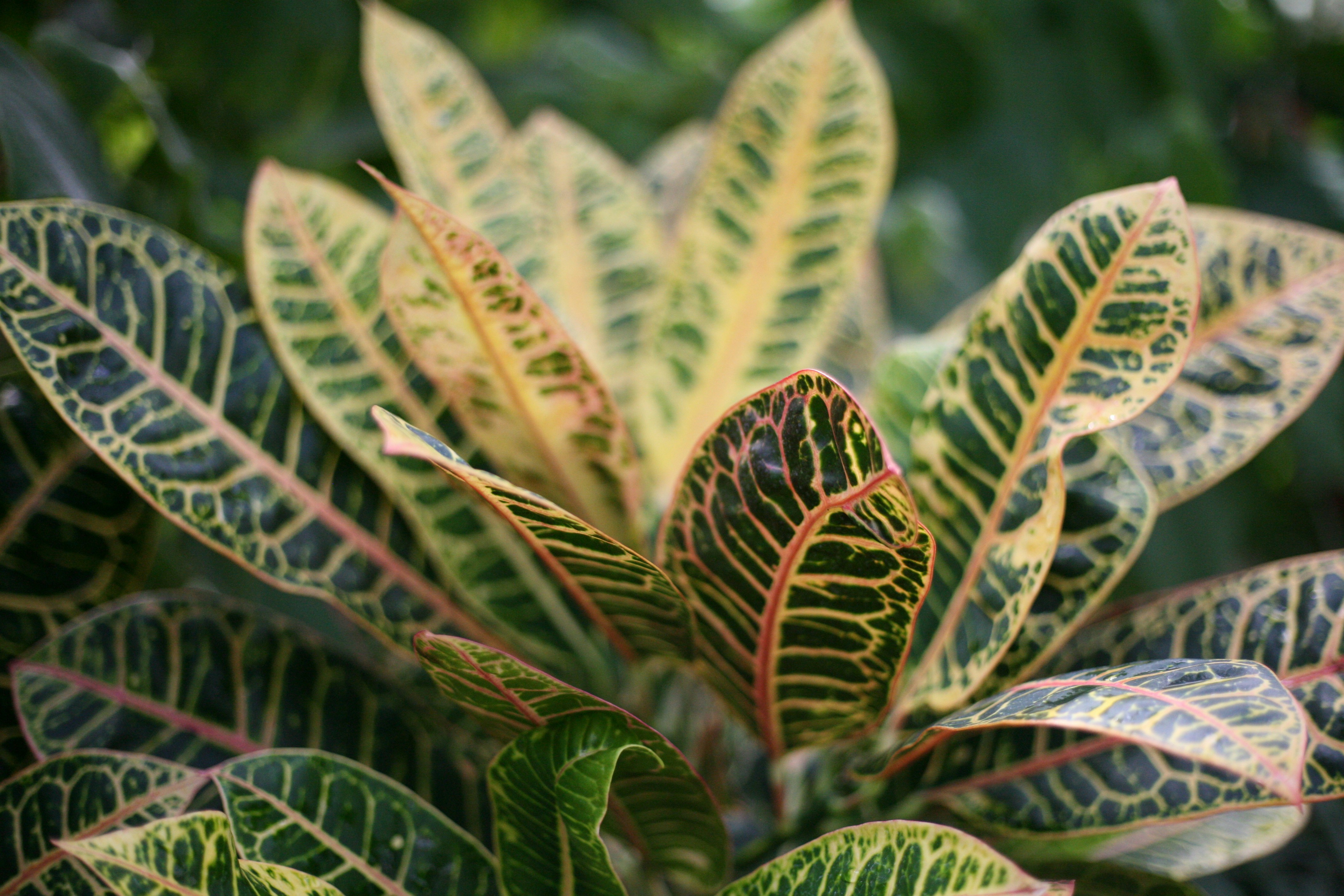 green and brown plant leaves