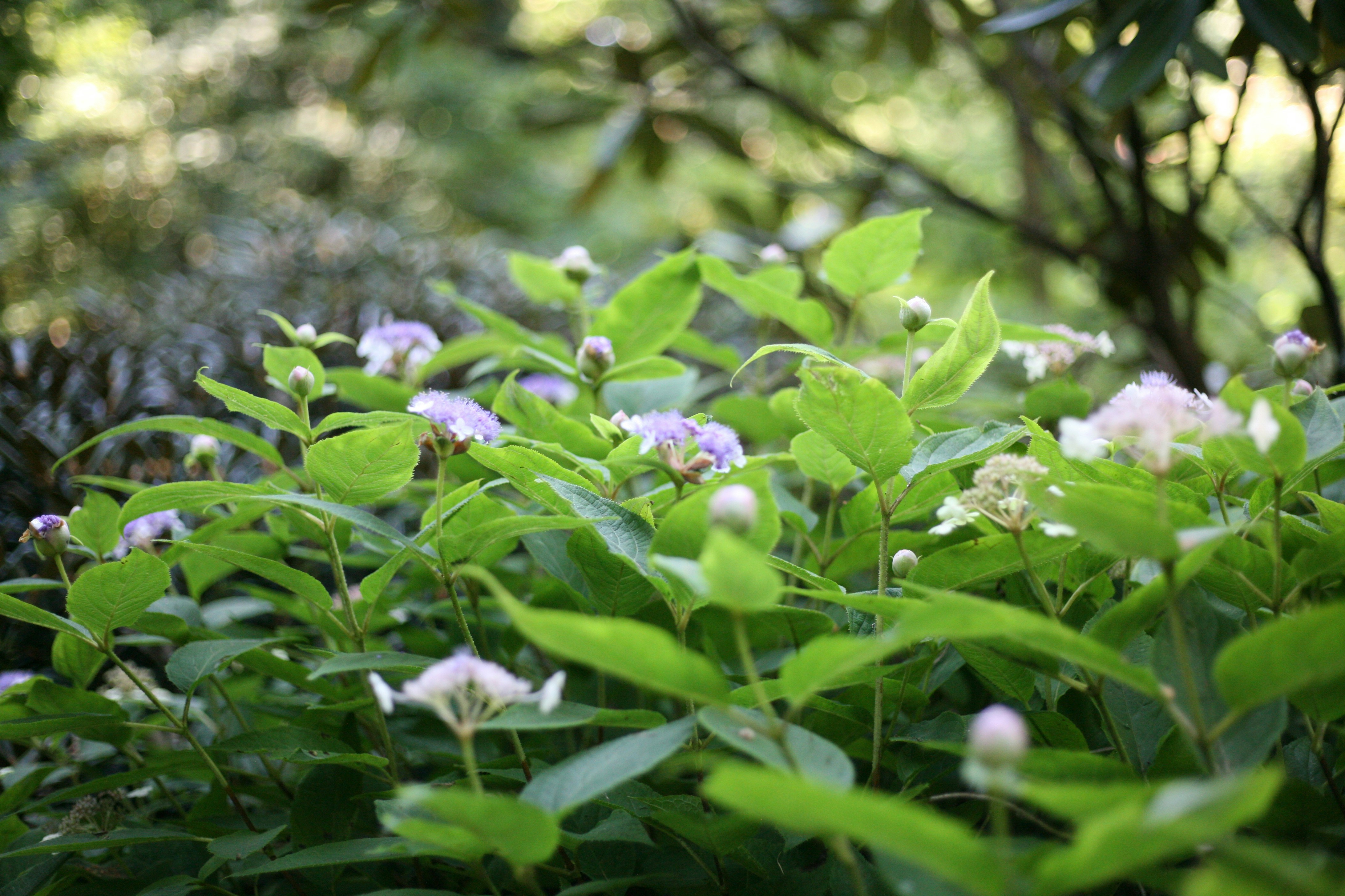purple flowers on green grass during daytime