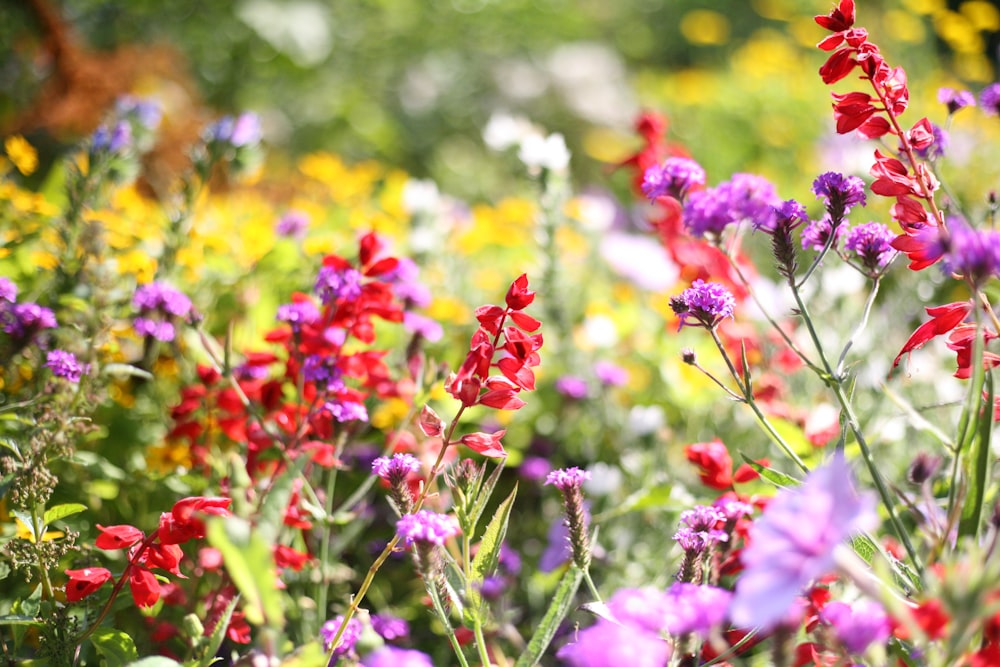 red and yellow flowers in tilt shift lens