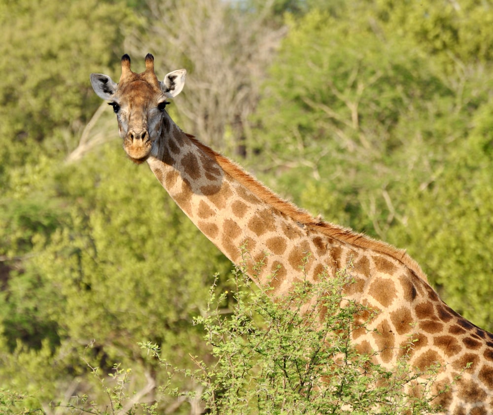 girafa marrom comendo grama verde durante o dia